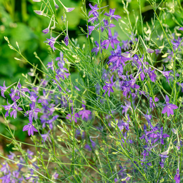 
    



Larkspur 'Blue Cloud'
