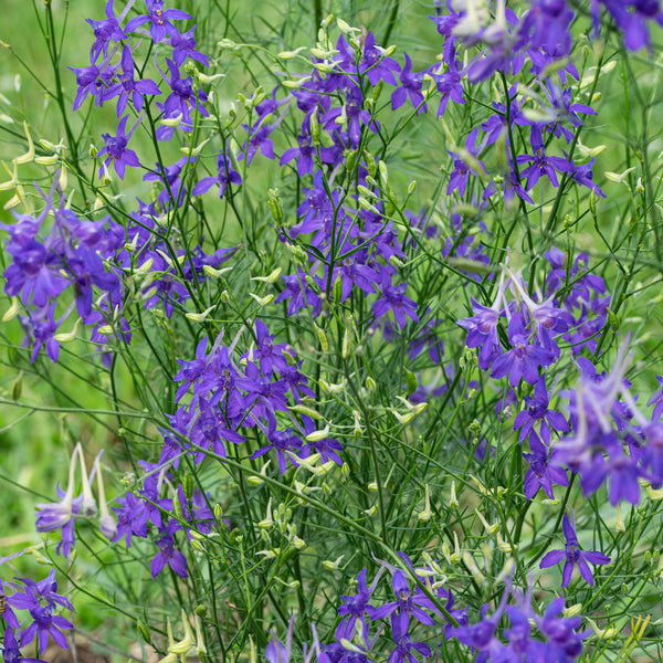 Larkspur 'Blue Cloud'