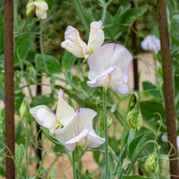 Sweet Pea 'April in Paris'