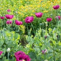 
    



Poppy 'Lauren's Grape' 
