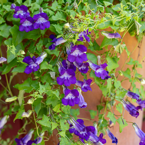 Asarina 'Joan Lorraine'