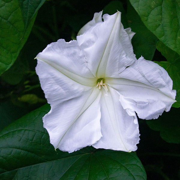 
    



Moonflower 
