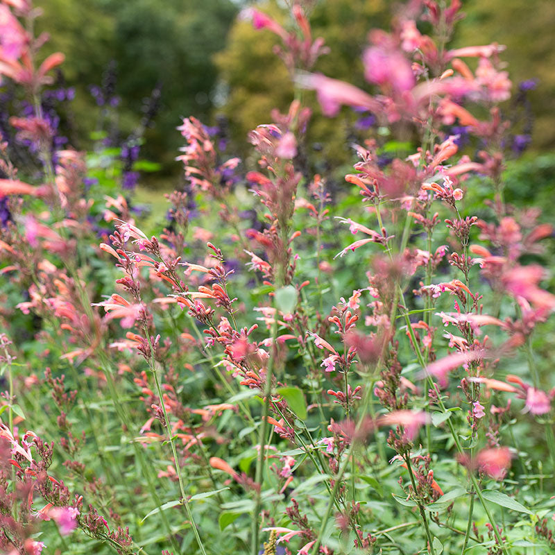 Agastache 'Summer Breeze' - S1