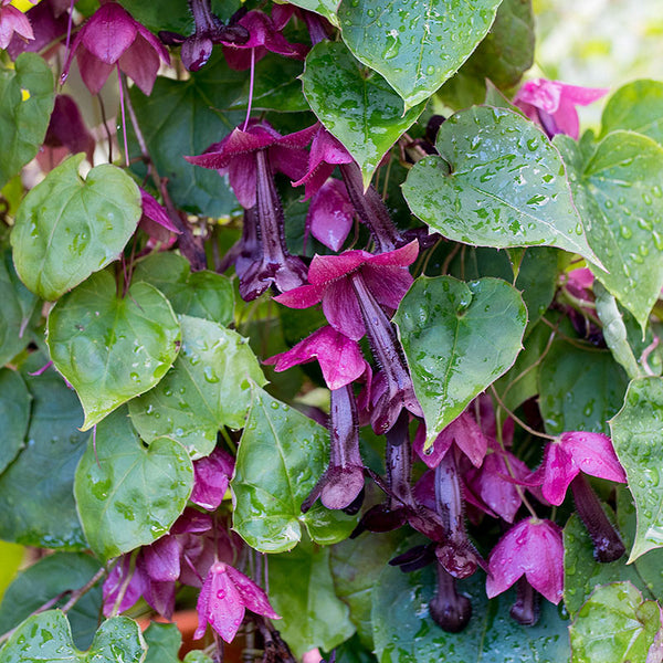 
    



Purple Bell Vine 
