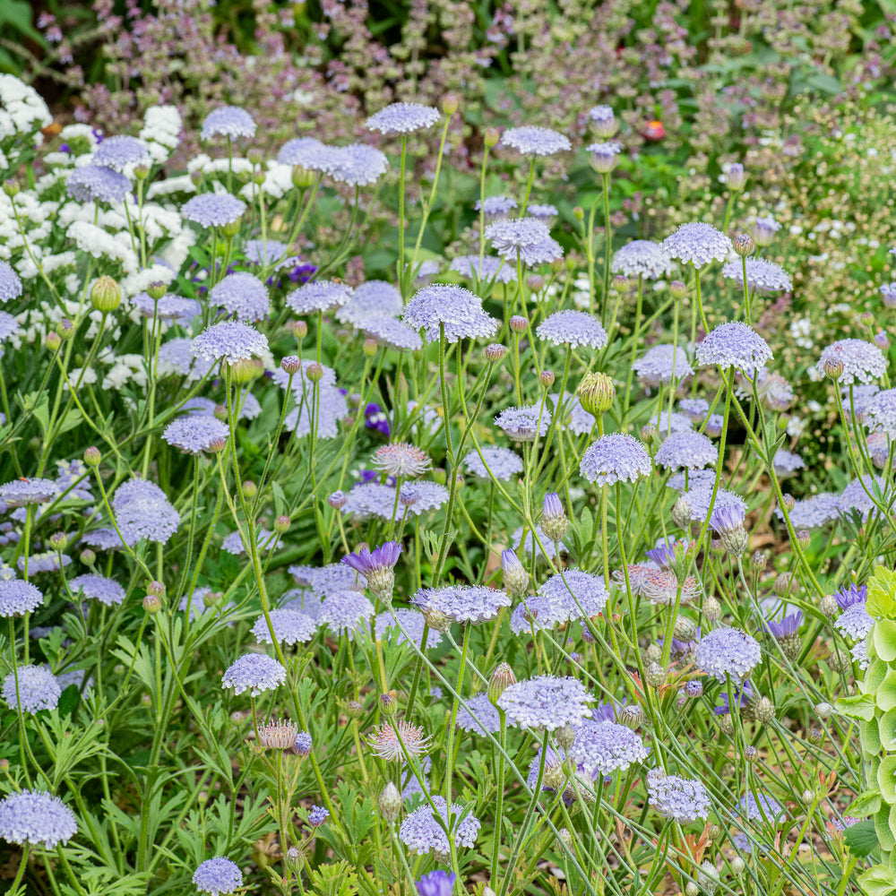 Blue Lace Flower