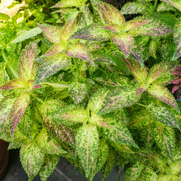 
    



Coleus 'Glennis' 
