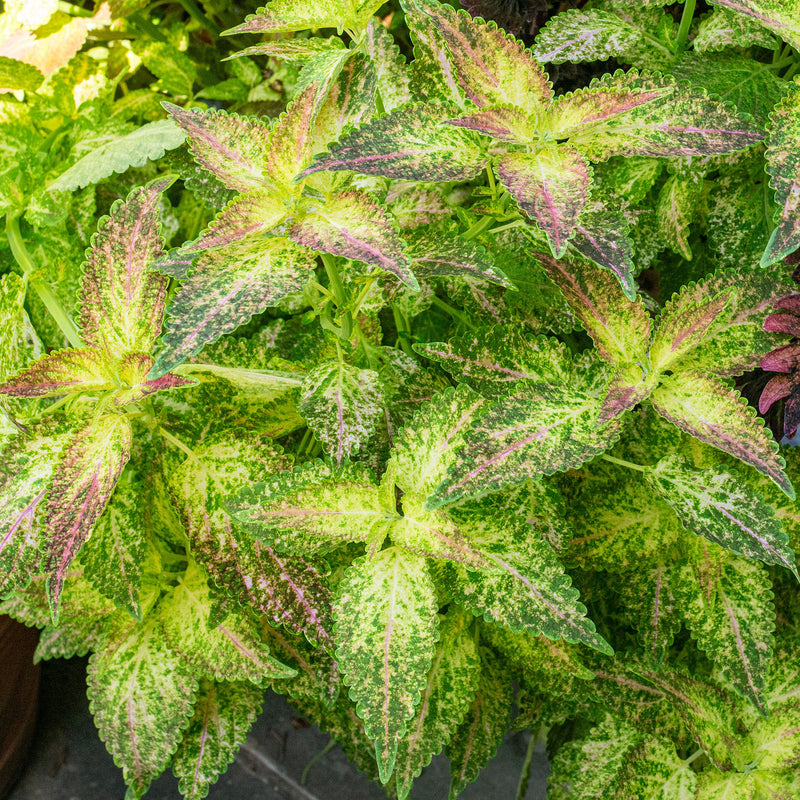 
  



Coleus 'Glennis' 
