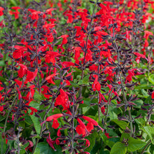 Salvia - Texas Sage Hummingbird™ 'Forest Fire' - S1