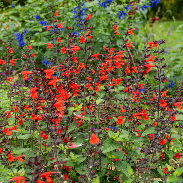 
    



Salvia - Texas Sage Hummingbird™ 'Forest Fire'
