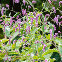 
    



Kiss-me-over-the-garden-gate 'Variegated'
