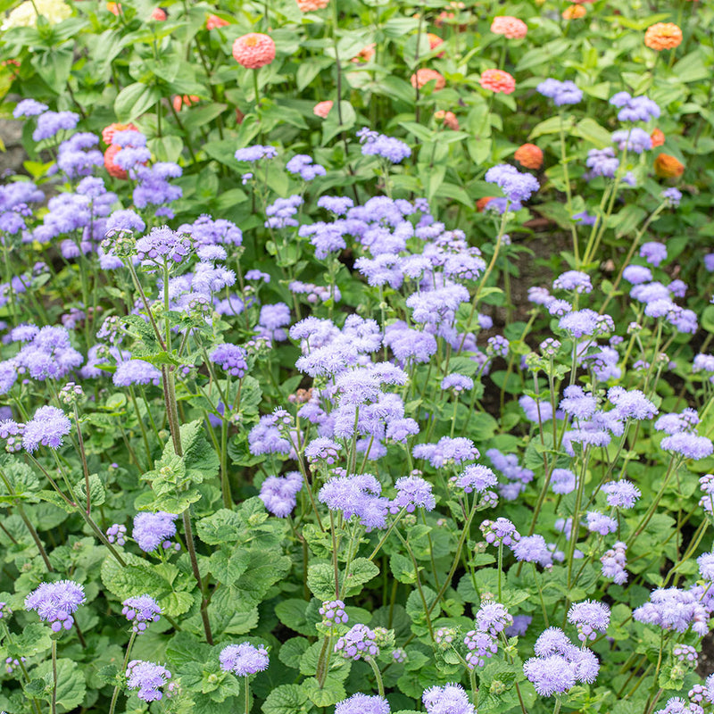 
  



Ageratum 'Blue Horizon' F1
