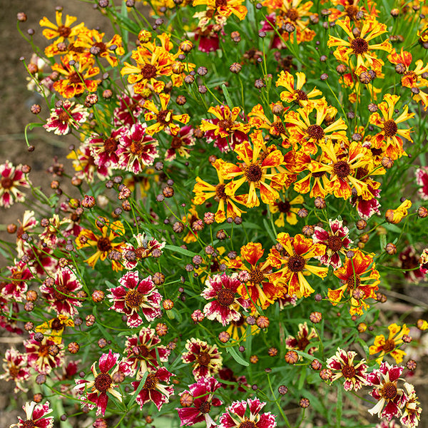 
    



Coreopsis 'Incredible! Sea Shells Mix'
