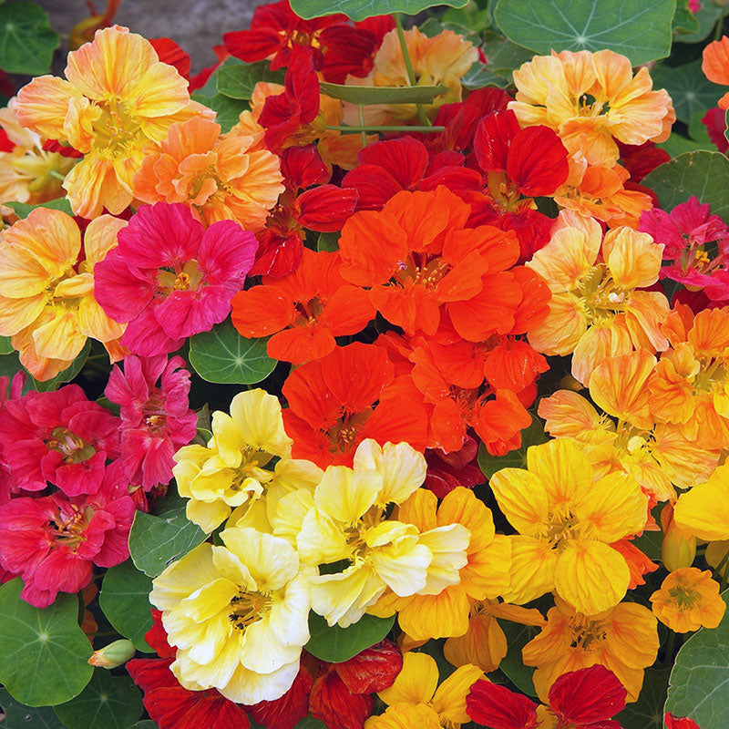 Nasturtium 'Whirlybird Mix'