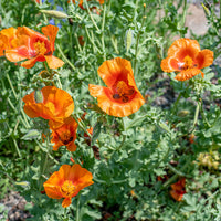 
    



Horned Poppy 'Burnt Orange'
