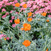 Horned Poppy 'Burnt Orange'