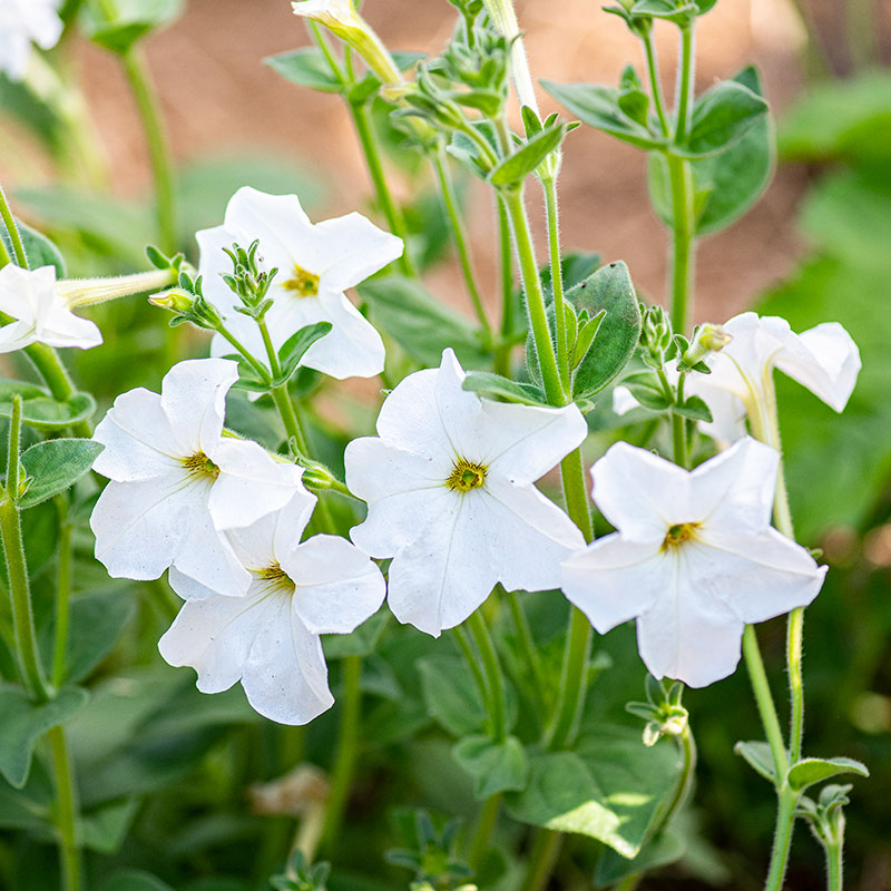 Petunia 'Rainmaster' - S1