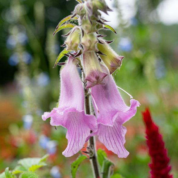 
    



African Foxglove Organic
