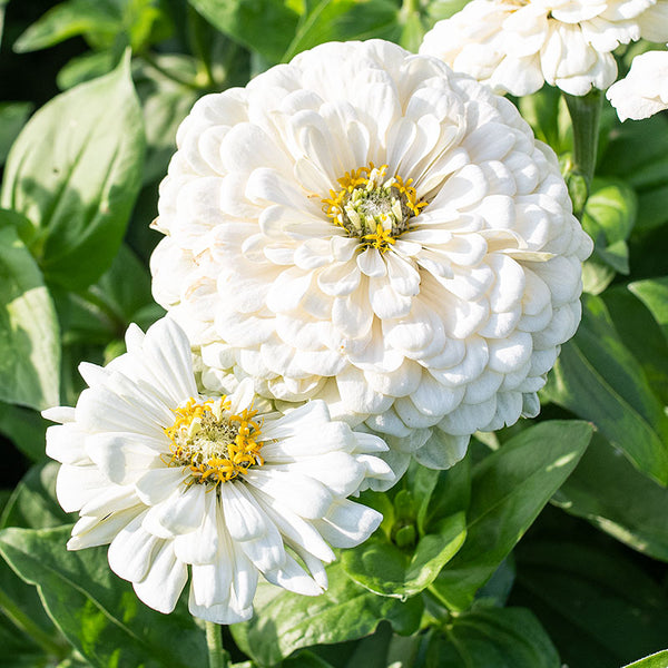 
    



Zinnia 'Polar Bear'
