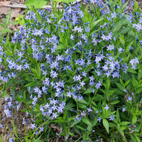 Amsonia 'Blue Ice'