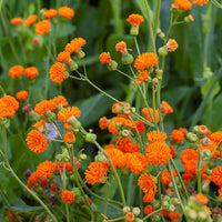 
    



Tassel Flower 'Irish Poet'
