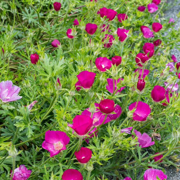 Poppy Mallow