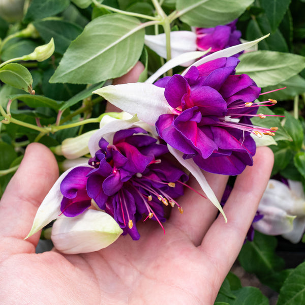 Fuchsia 'Giant Deep Purple' - S1