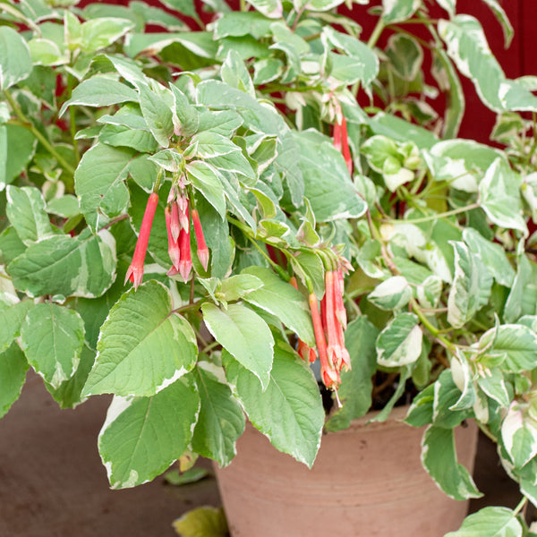 
    



Fuchsia 'Variegata' 
