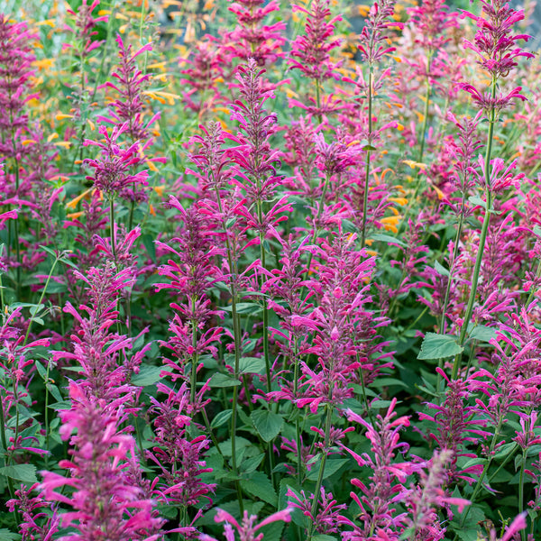 
    



Agastache 'Morello' 
