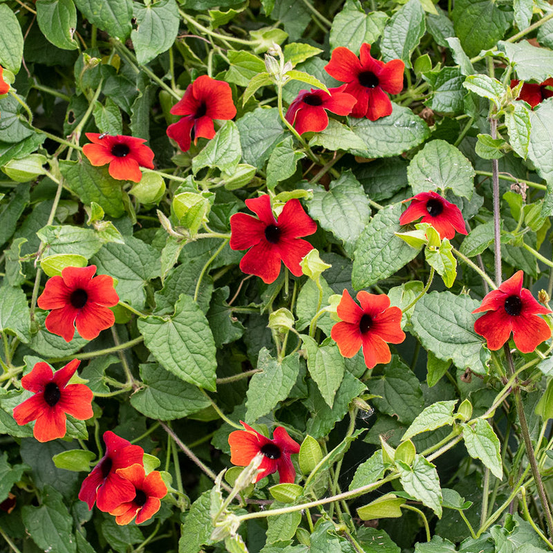 
  



Black-eyed Susan Vine 'Sunny Susy Brownie' 
