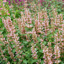 Agastache 'Pink Pearl' - S1