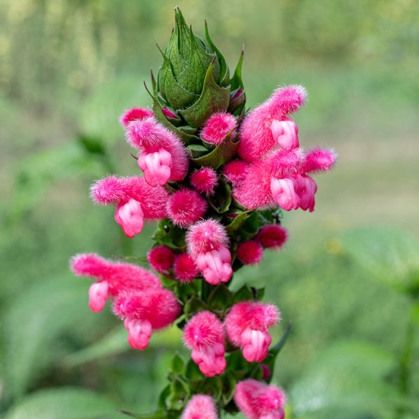 
    



Salvia - Bolivian Hummingbird Sage 
