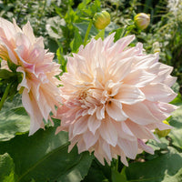 
    



Dahlia 'Café Au Lait' 
