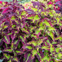 Coleus 'Cracklin Rosie'
