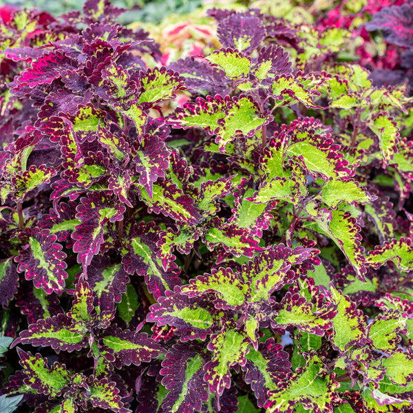 Coleus 'Cracklin Rosie'