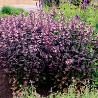 
    



Penstemon DAKOTA™ 'Burgundy' 
