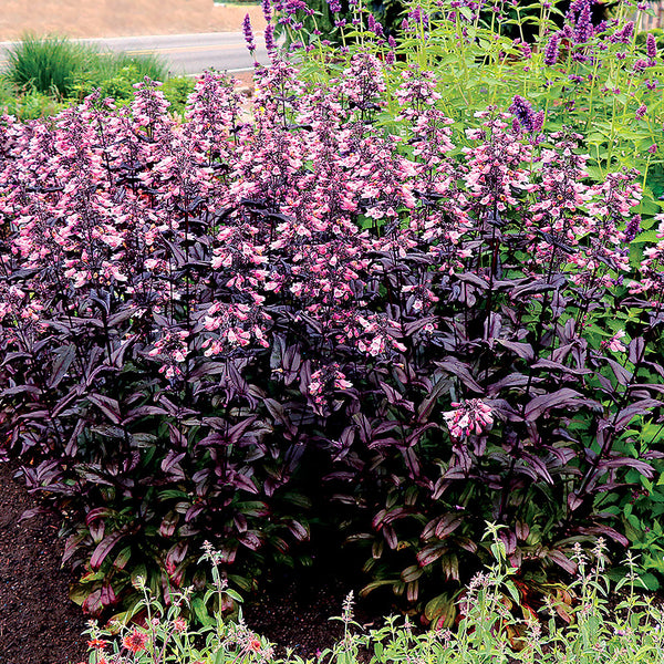 Penstemon DAKOTA™ 'Burgundy' - S1