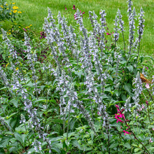 Salvia 'Blue Chill' - S1