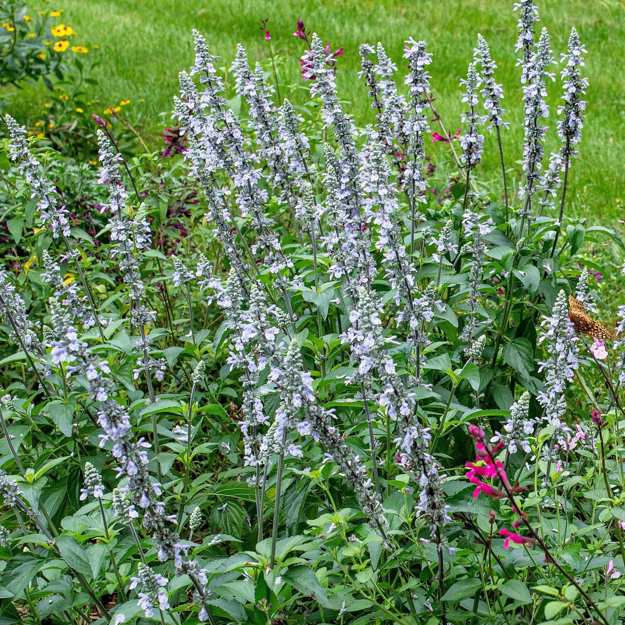 Salvia 'Blue Chill' - S1