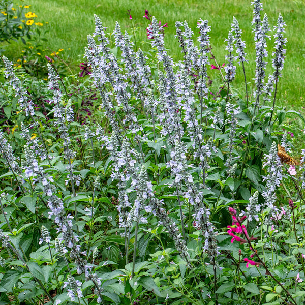 Salvia 'Blue Chill' - S1