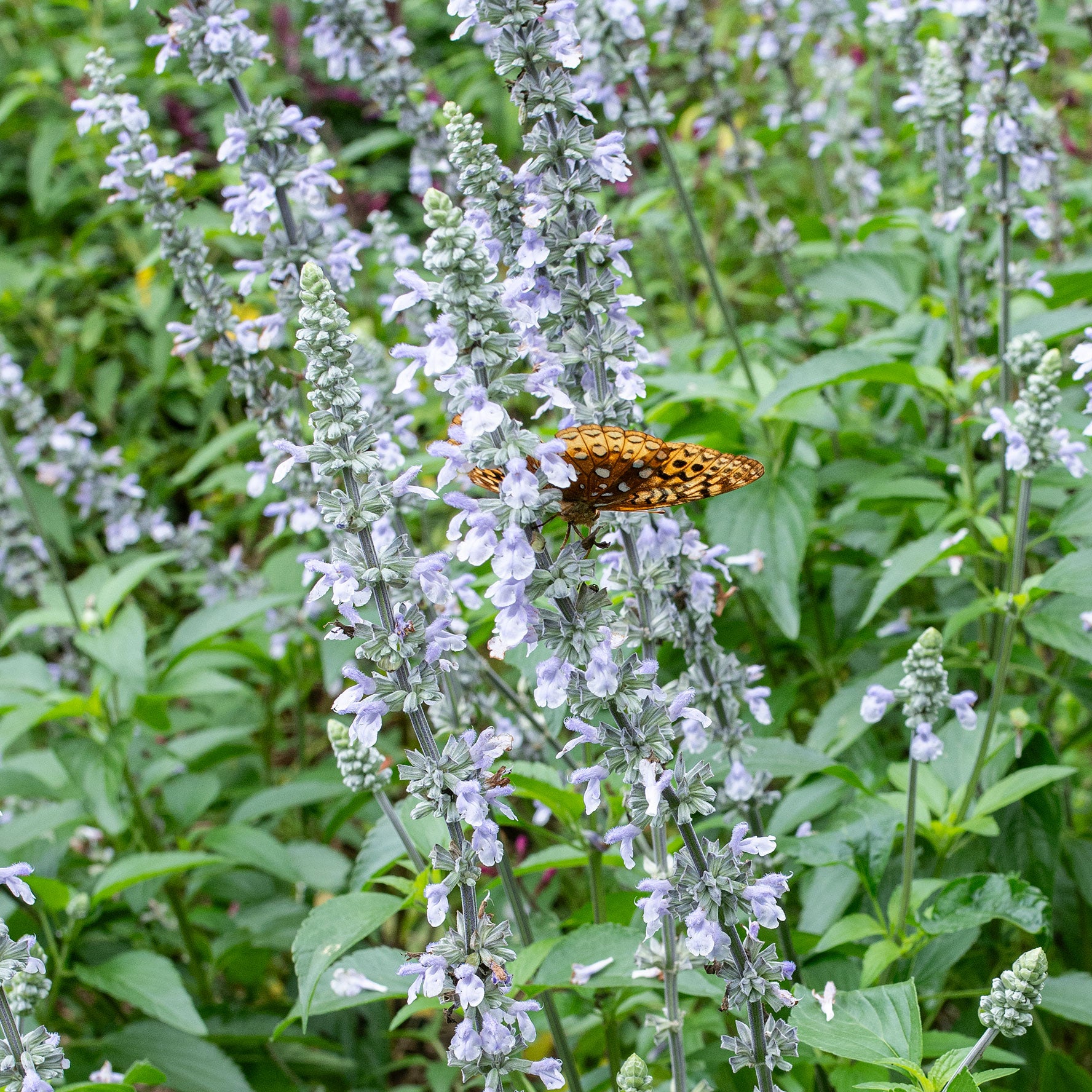 Salvia 'Blue Chill' - S1