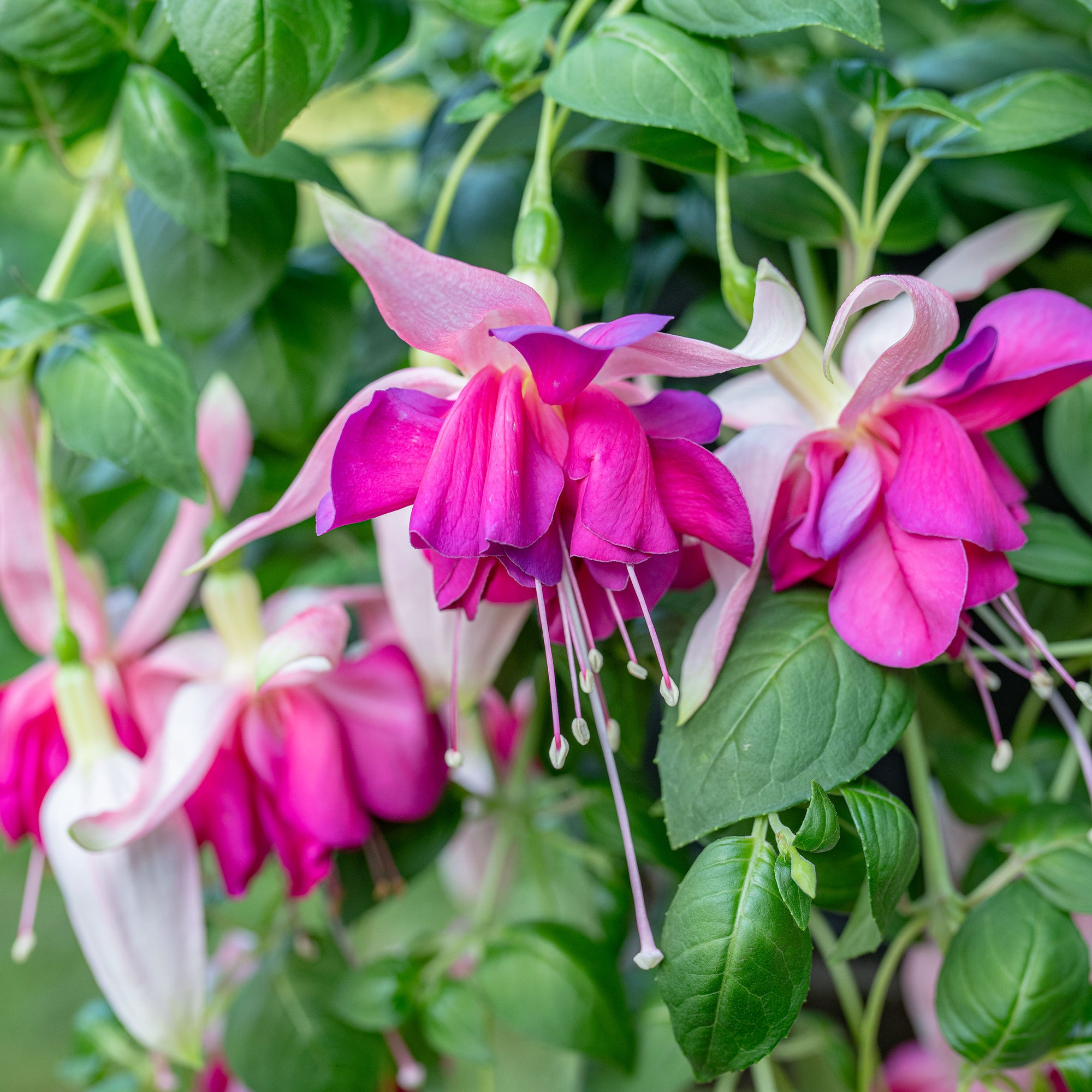 Fuchsia 'Giant Bella Rosella' - S1