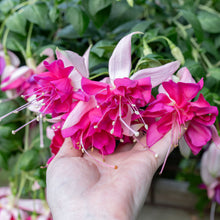 Fuchsia 'Giant Bella Rosella' - S1