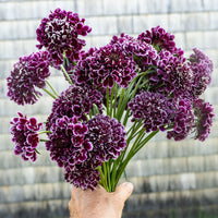 
    



Scabiosa 'FOCAL SCOOP™ Purple Lace' 
