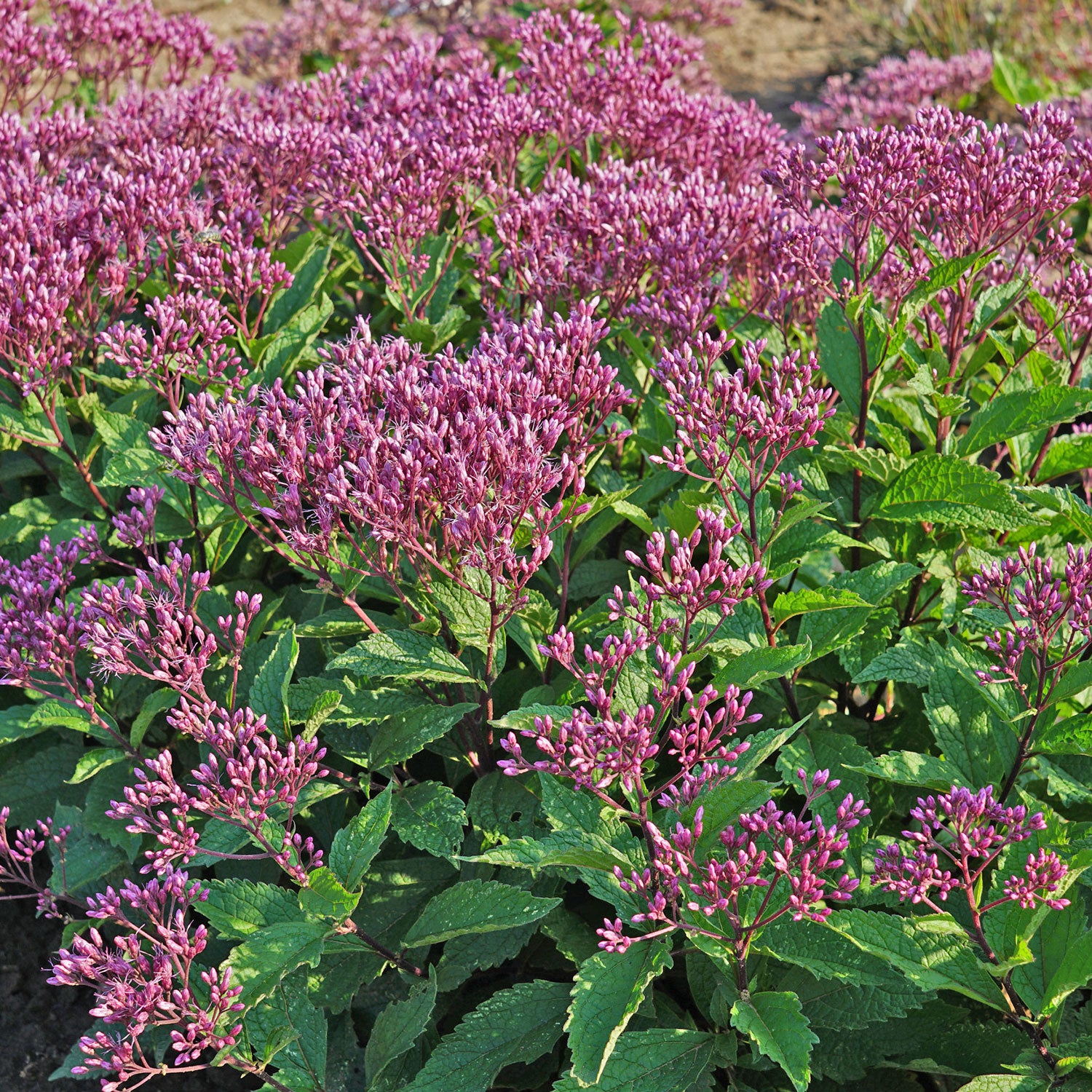 Joe Pye Weed 'Euphoria™ Ruby' - S1