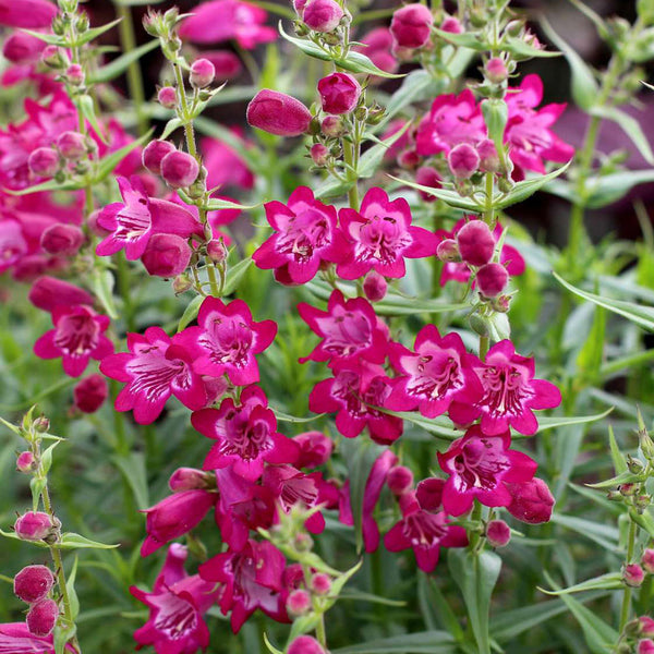 
    



Penstemon 'Harlequin™ Magenta' 
