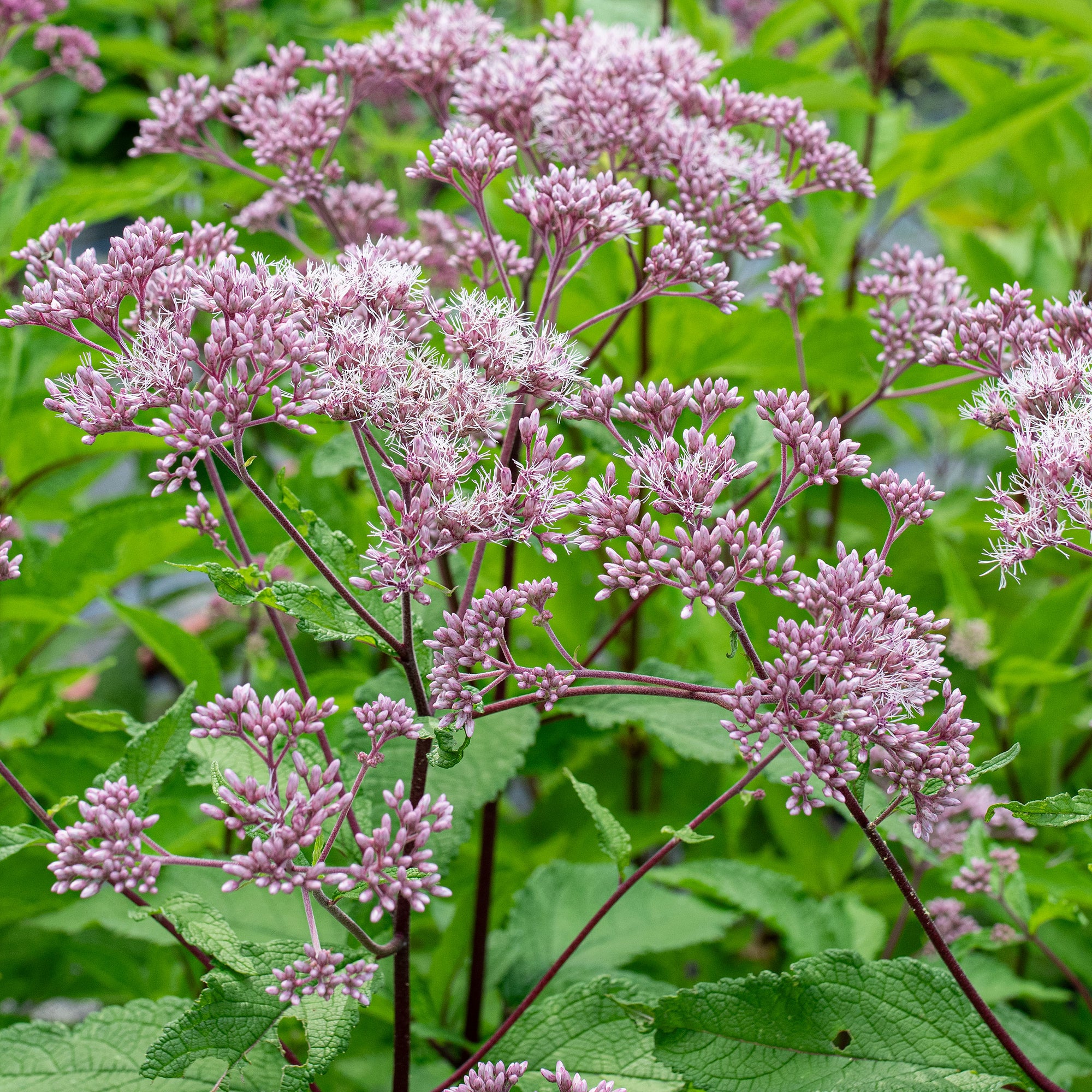 Joe Pye Weed 'Atropurpureum' - S1