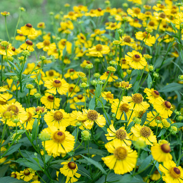 
    



Helenium 'Wesergold' 
