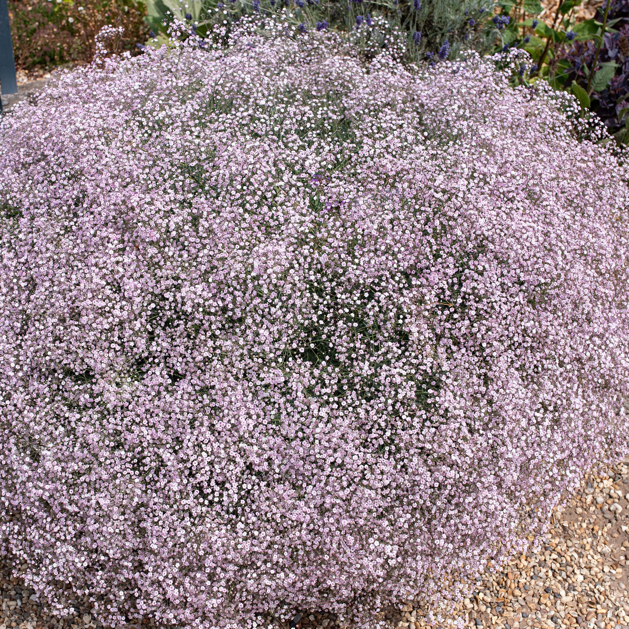 Gypsophila 'Rosenschleier' - S1