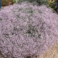 
    



Gypsophila 'Rosenschleier' 
