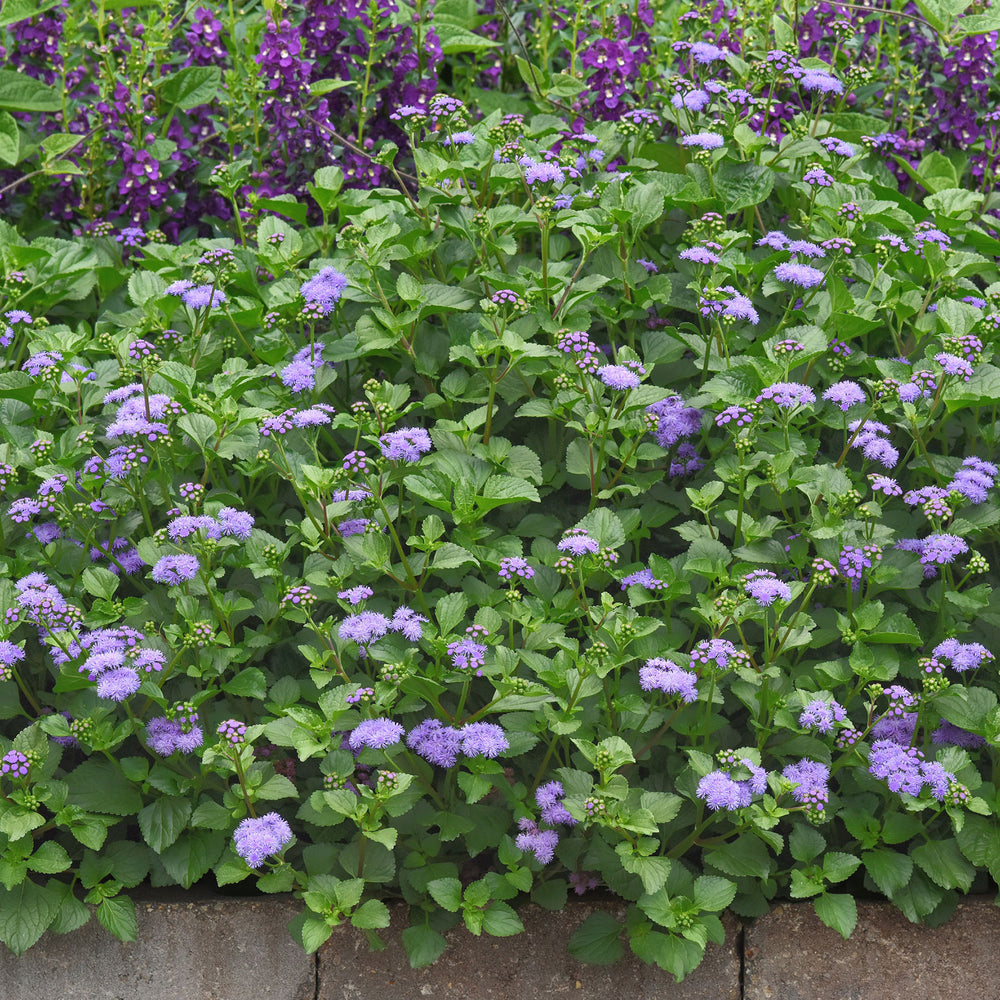 Ageratum 'Monarch Magic' - S1